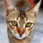 ރާއްޖެއަށް ޑްރަގު އެތެރެކުރާ މީހުންނަށް މަރުގެ އަދަބު ދޭން ފާސްކޮށްފި